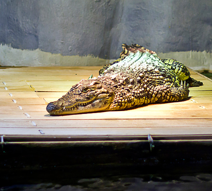 giant crocodile closeup