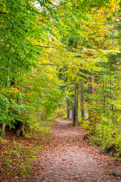 istock beautiful panoramic landscape with footpath and trees 1401578501