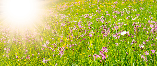 panoramic view to spring flowers in meadow with sunbeams