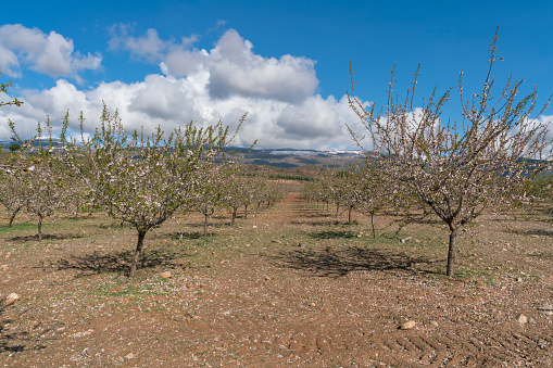 cultivation of almond trees in the south of Spain, the almond trees have flowers, there are clouds in the sky