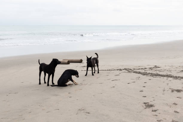 plaża z psami bawiącymi się w piasku, krajobraz ze zwierzętami ssaków - surf scene zdjęcia i obrazy z banku zdjęć