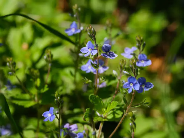 A Blue Veronica chamaedrys flowers in nature.