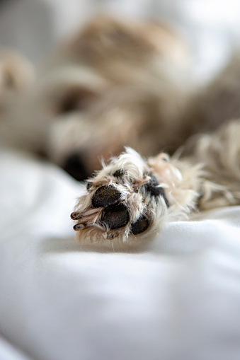 Sleeping dog - close up of dog's paw