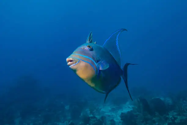 When a trigger fish look at the lens