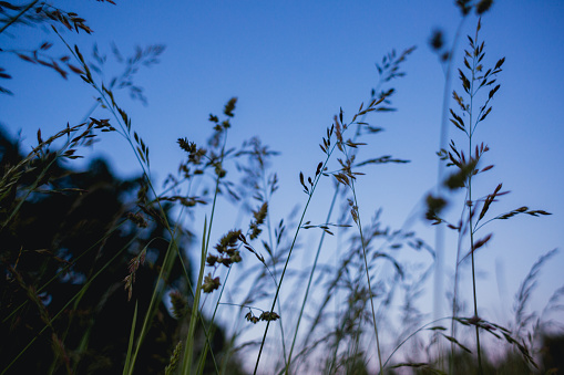 Tall Grass and blue sky shot in a field in the summer, in Washington State.