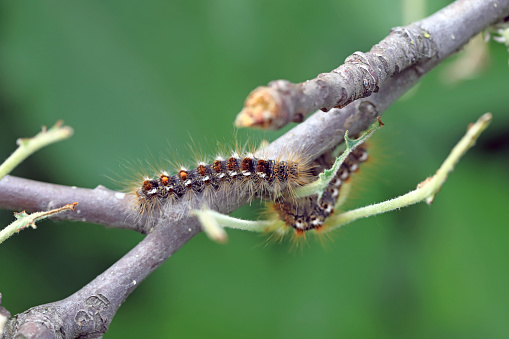 Caterpillar climbing Globe Amaranth flower - animal behavior.