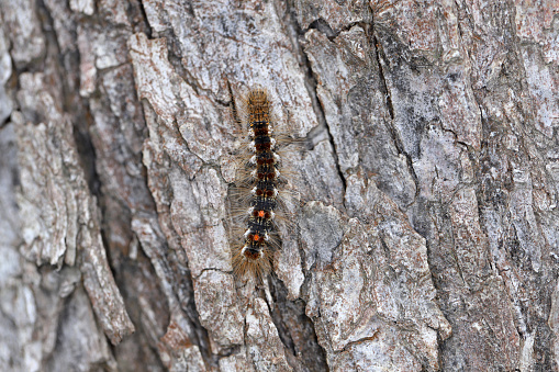 Caterpillar of Brown tail moth Euproctis chrysorrhoea on the bark of apple trees in an orchard. This is a pest of increasing importance in orchards, gardens and roadside avenues.