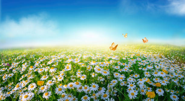 istock Beautiful original cheerful widescreen image of nature on a summer theme. 1401584665