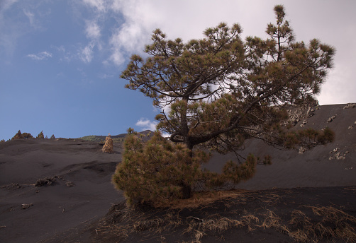 La Palma, landscape of the central part of the island, in El Paso municipalityblack dunes of volcanic ash produced by 2021 volcano,  Canary Pines with yellow needles