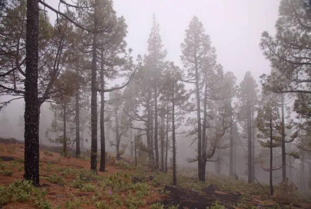 Photo of La Palma, landscapes along the long-range popular hiking route Ruta de Los Volcanes