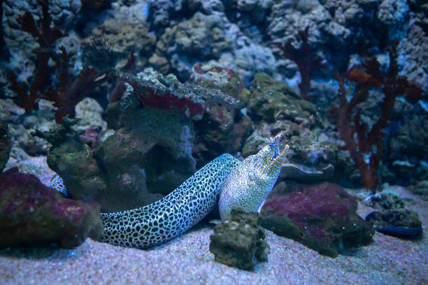 Spotted moray eel at the depth of the oceanarium
