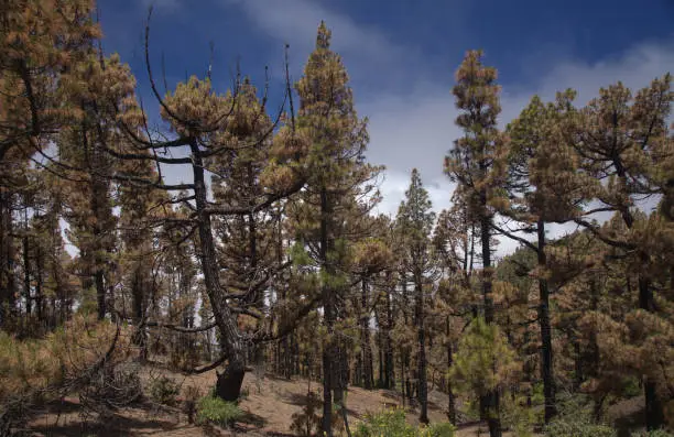 Photo of La Palma, landscapes along the long-range popular hiking route Ruta de Los Volcanes