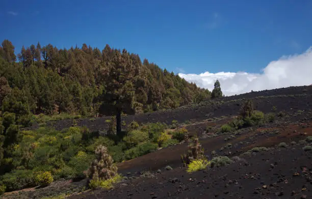 Photo of La Palma, landscapes along the long-range popular hiking route Ruta de Los Volcanes