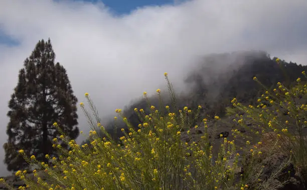 Photo of La Palma, landscapes along the long-range popular hiking route Ruta de Los Volcanes