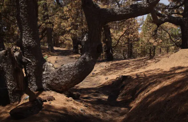 Photo of La Palma, landscapes along the long-range popular hiking route Ruta de Los Volcanes