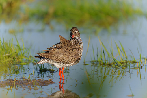 Common Redshank (Tringa totanus) in natural habitat searching for food around a small pond in a meadow in the Netherlands.