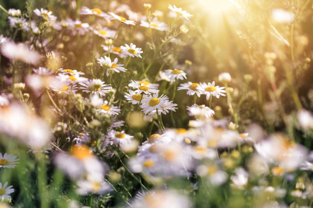 istock Field of daisies, wild chamomile lit by sun rays in sunset 1401587208