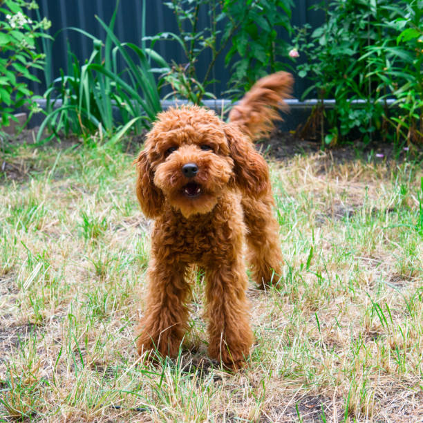 istock Miniature red poodle on the garden. 1401588063