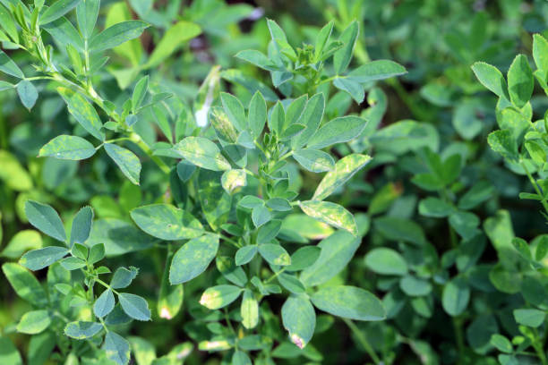alfalfa (medicago sativa) disease, yellowing of leaves on crop. - horse net hay bildbanksfoton och bilder