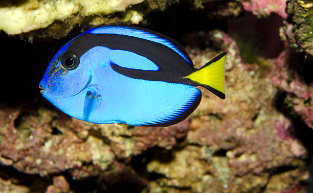istock Paracanthurus Hepatus,Blue Tang Fish 140158911