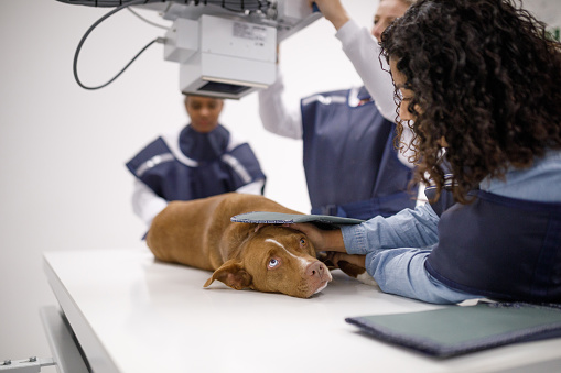 Veterinary clinic checkup