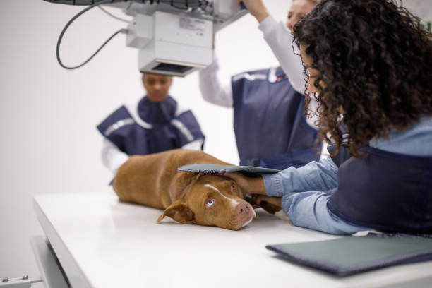 Dog having it's x-ray taken by veterinarians Veterinary clinic checkup x ray image medical occupation technician nurse stock pictures, royalty-free photos & images