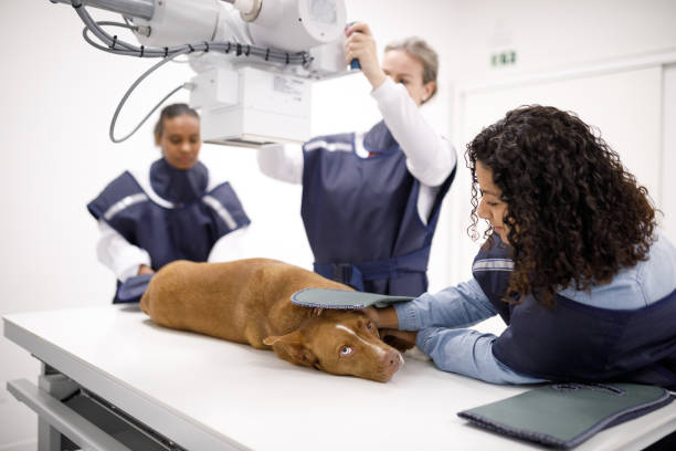 cane con la sua radiografia presa dai veterinari - vet x ray veterinary medicine x ray image foto e immagini stock