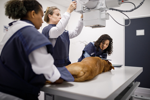 Veterinary clinic checkup