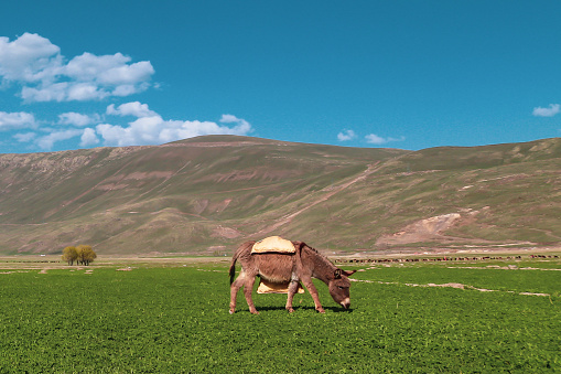 Herds of sheep graze on large grazing lands.  The shepherds who lead the herds have donkeys.  Donkeys love to roam the pastures.  Wide angle view of grassland and mountains.