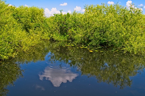 Protected waters and landscape in the Shark Valley section of the Everglades. Abundant aquatic life make there home in the Everglades. A Florida Gar (Lepisosteus platyrhincus) creates ripples on this water with the reflection of a cumulus cloud on the water surface.