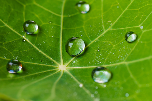 Color image depicting the leaves of a hosta plant covered in fresh raindrops.