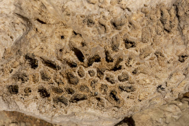 istock Macro of fossilized coral structures in coastal limestone formation 1401590257