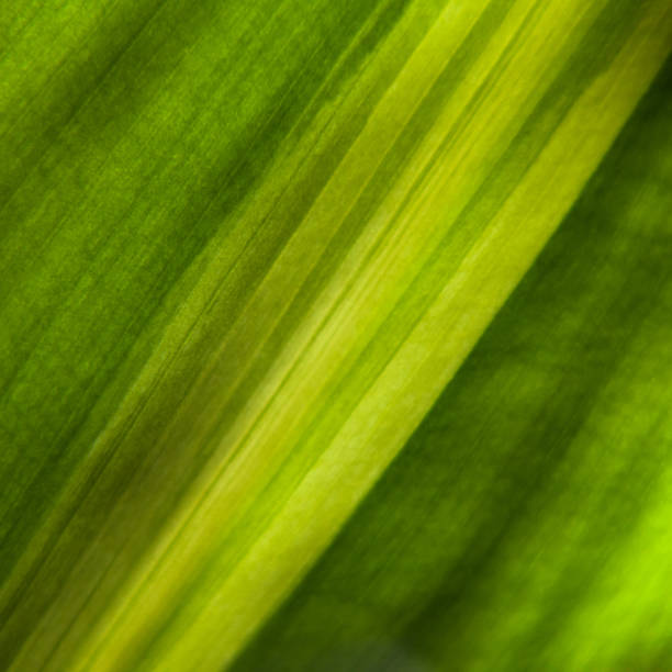 istock The green leaf is show in texture and pattern of line. Green leaf background 1401591064