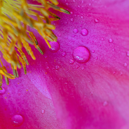 Macro top view close-up of drops on the petal of a yellow/pink flowering peony - shallow DOF, focus is on the water drops - taken straight from abvce