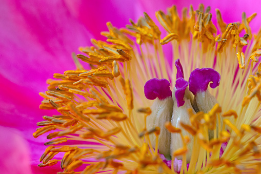 Abstract view of purple poppy flower stamen close up macro in shallow depth of field.