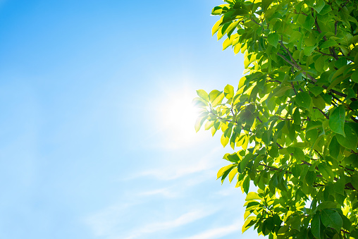 Brightly lit blue sky with crisp green leaves in foreground allowing room for copy on left side.