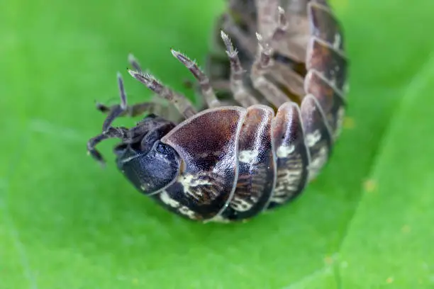 Close up of a woudlouse species , Porcellio spinicornis