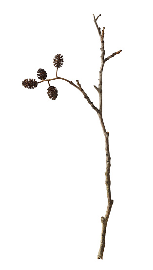 Dry twig og alnus glutinosa with small cones isolated on white