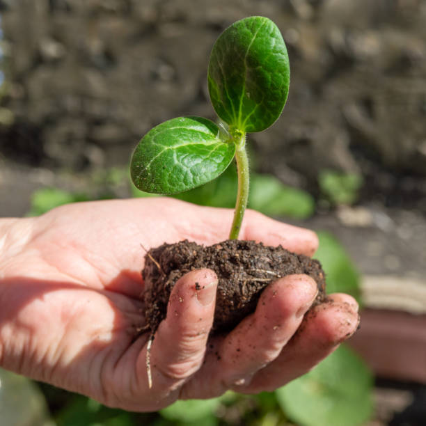 istock green sprout in the palm 1401593791