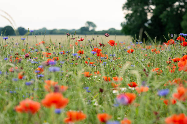 istock Meadow of colorful summer flowers 1401593867