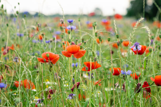 istock Meadow of colorful summer flowers 1401594013