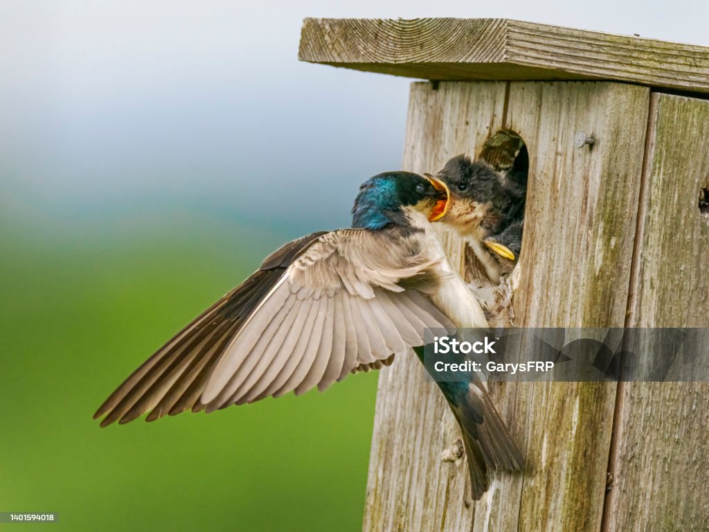 Tree Swallow Feeding Chicks in Nest Mouth Open in Oregon Tree Swallows (Tachycineta bicolor) in the Willamette Valley of Oregon. Young bird with mouth open being fed by adult bird. Animal Stock Photo