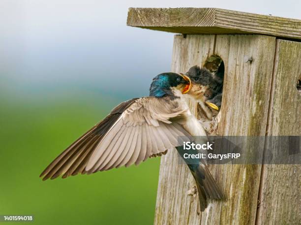 Tree Swallow Feeding Chicks In Nest Mouth Open In Oregon Stock Photo - Download Image Now