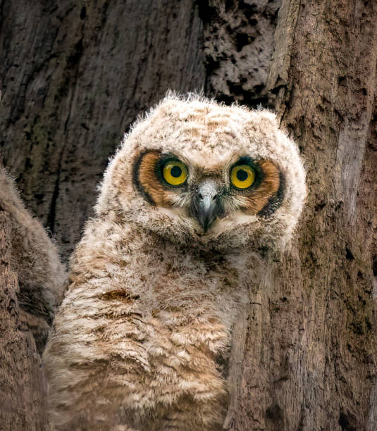 istock Great Horned Owl natural camouflage 1401594197