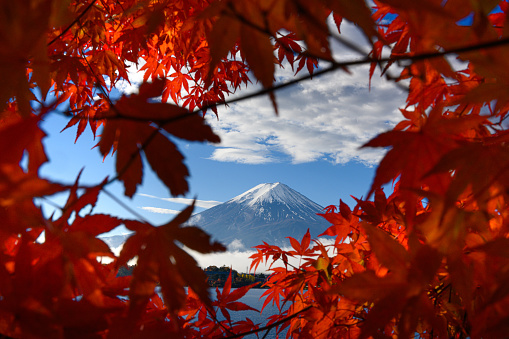 Photo of Mt Fuji in Autumn surrounded by red leaves in Lake Kawaguchi.