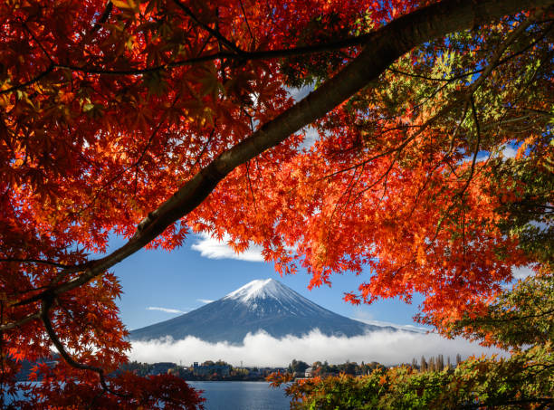 góra fuji z jesiennymi czerwonymi liśćmi - fuji mt fuji yamanashi prefecture japanese fall foliage zdjęcia i obrazy z banku zdjęć