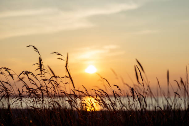 istock Idyllic scenery of herbs silhuette over dramatic sunset 1401594399