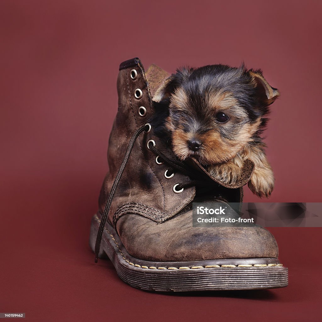 Yorkshire terrier cachorro retrato do cachorrinho - Foto de stock de Animal royalty-free