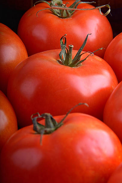 Organic Tomatoes stock photo