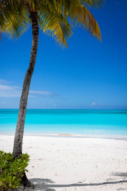 istock A tropical paradise beach under a coconut palm tree 1401595218